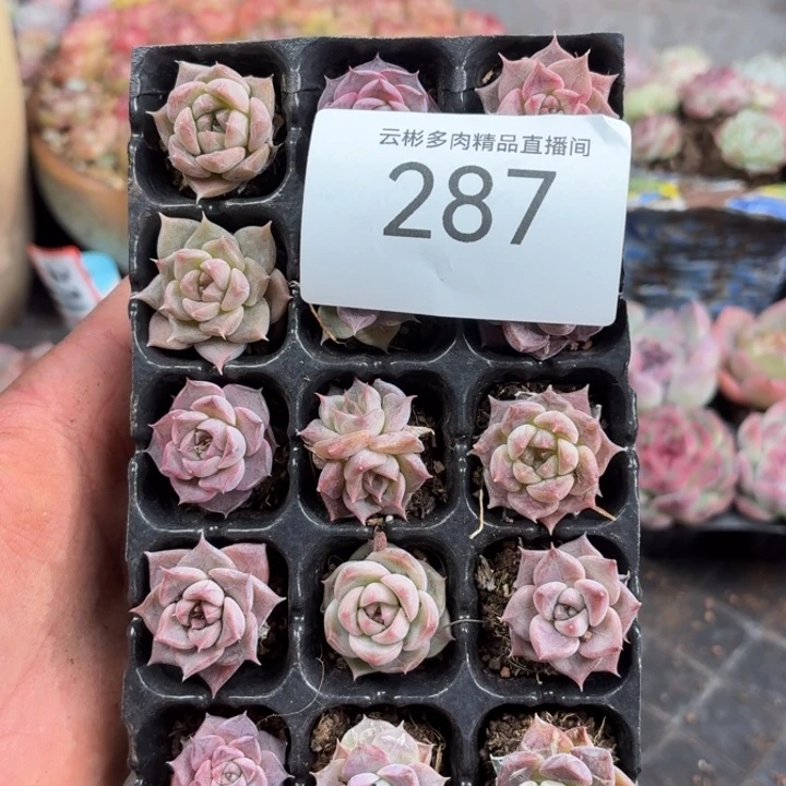 萌***咪287。
