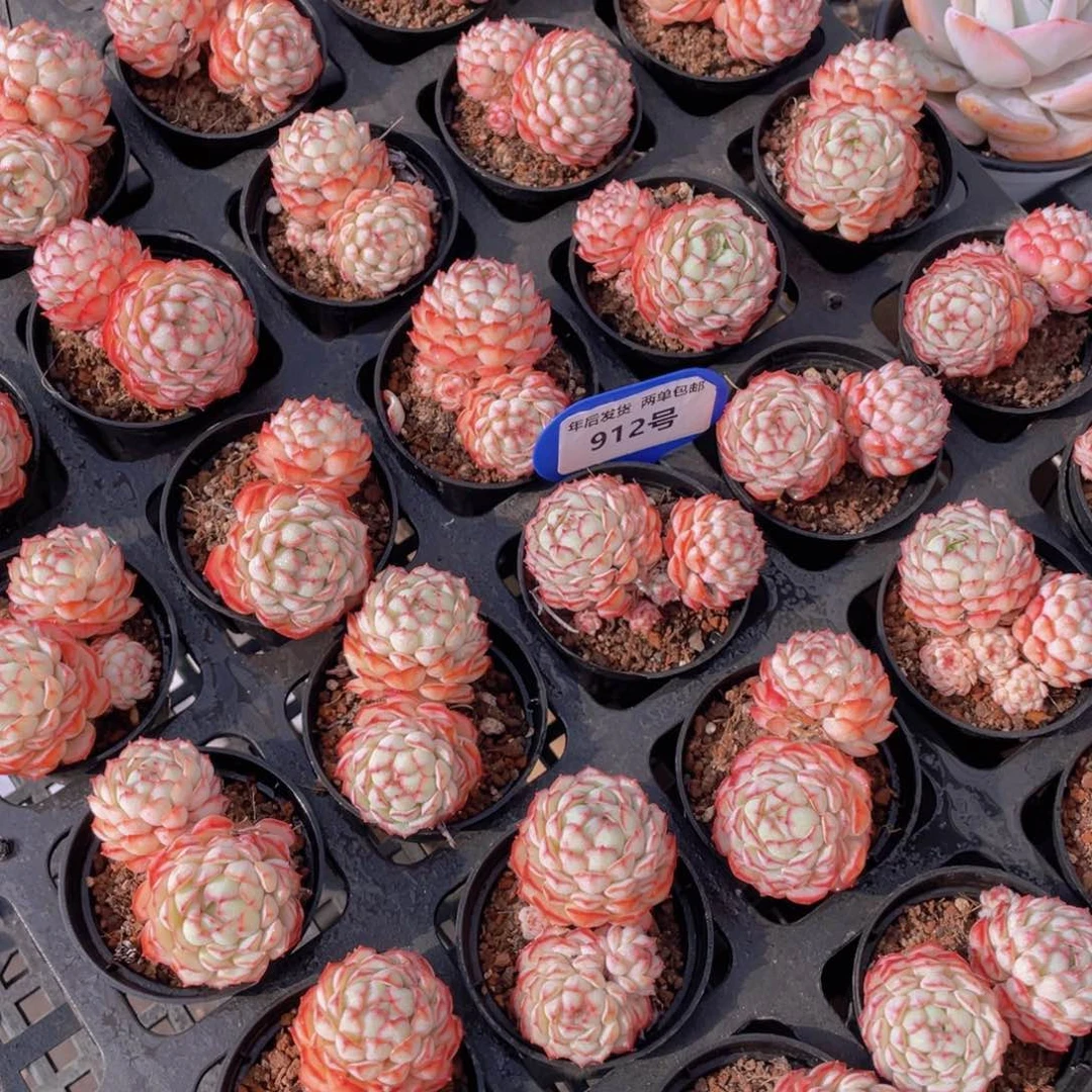 912号全状态小红船ppic双头一个