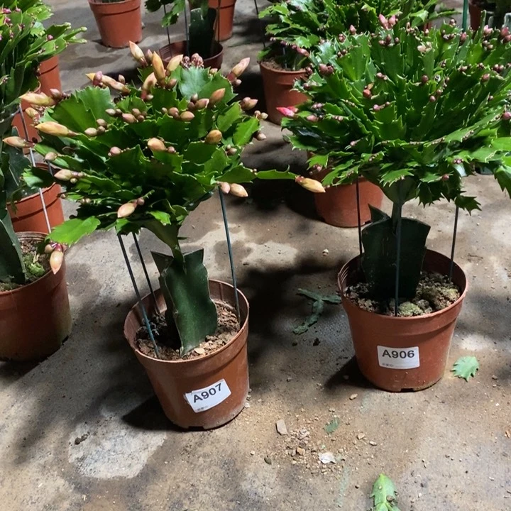 当前无花栽培后可以开花906.907