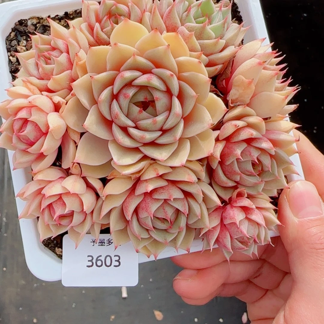 手捧笨吧，3603多肉植物