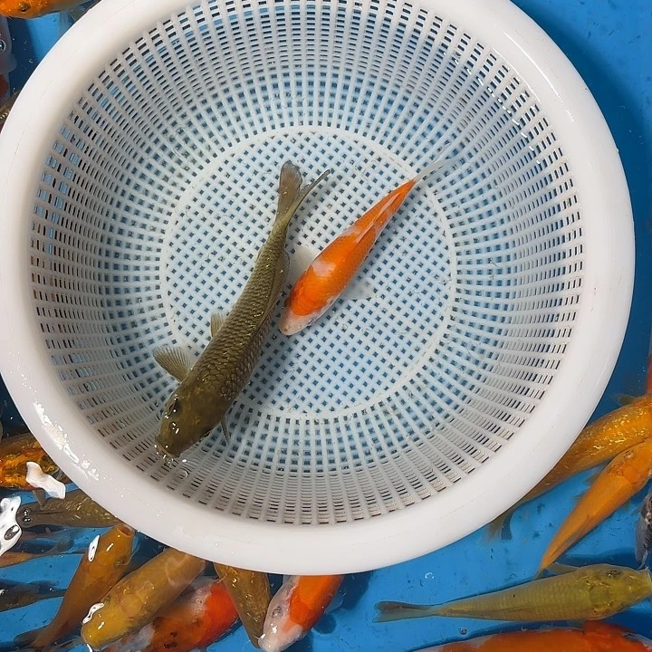 陈***车海水鱼锦鲤的故事是