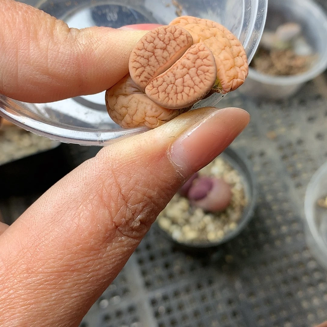 K799多肉植物保护研究所