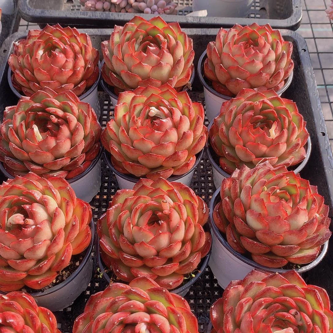 宝利安娜3457889900000