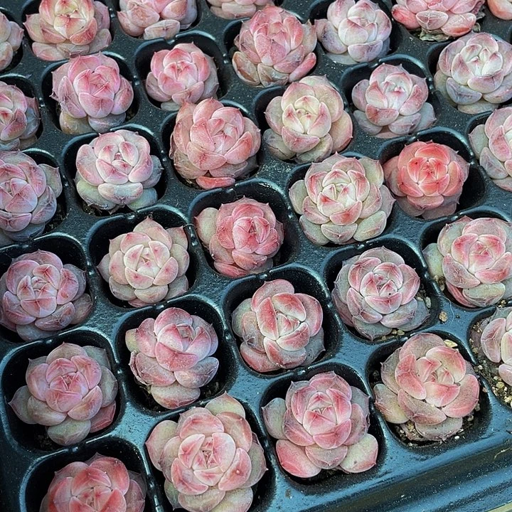 小红钻1元带土发