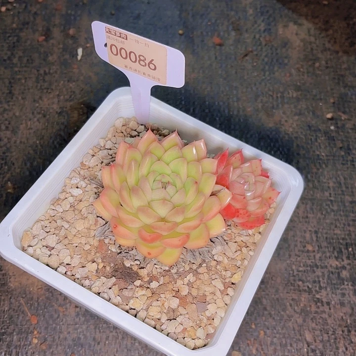 6***球冬云一物一拍00086