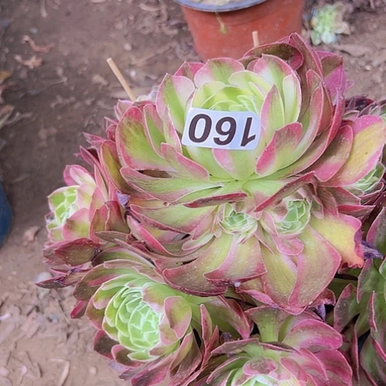 浩*多肉植物一个