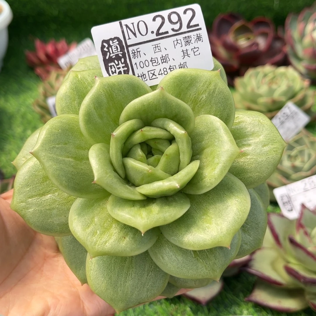 292………………………………蔷薇