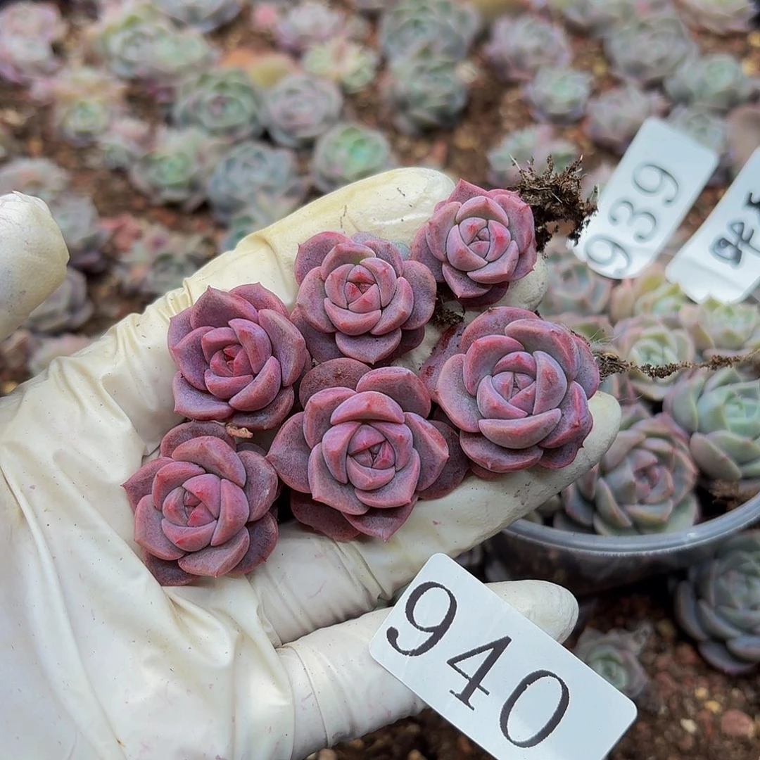 粉***糖多肉植物多肉植物940