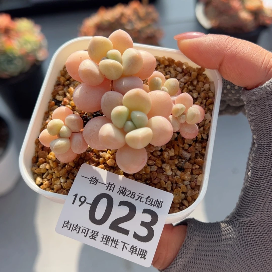 萤火虫奶多肉多肉多肉多肉