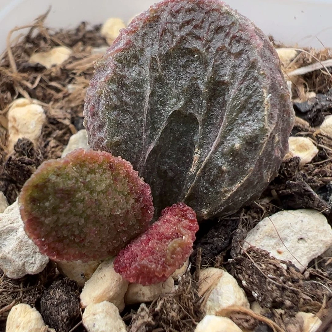 实生新品大苗多肉植物水泡