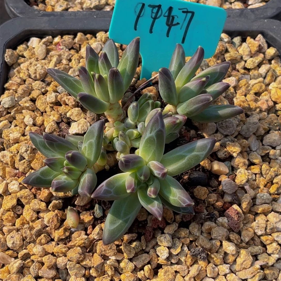 1747号上午多肉植物群生多肉植物