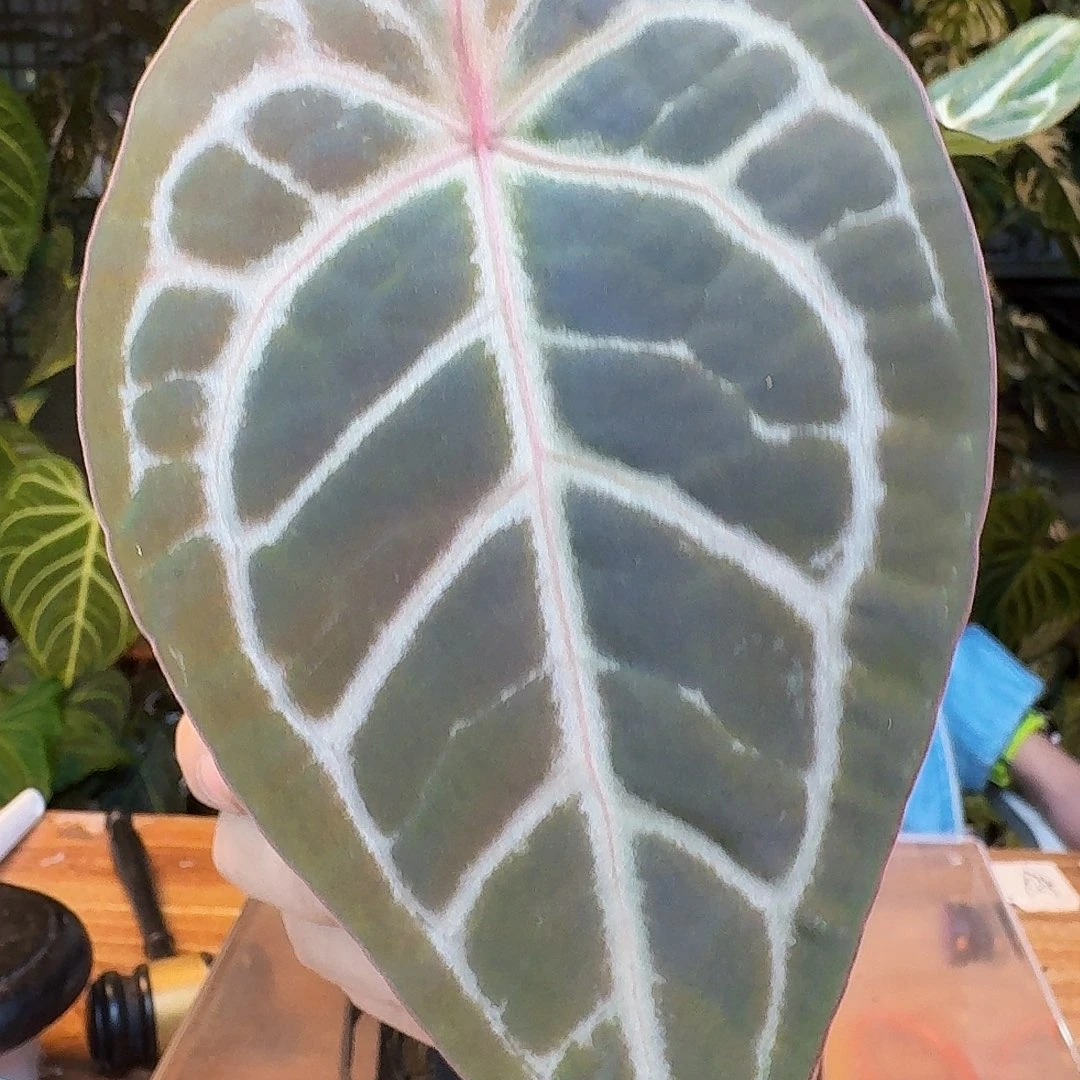 完全开放K50红水晶杂银骑士