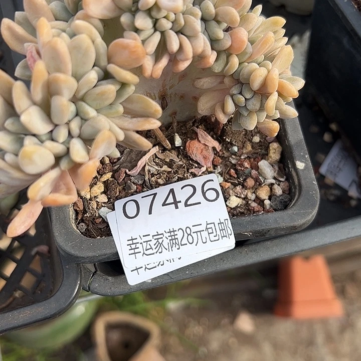紫***珊幸运儿是一位非常优秀且