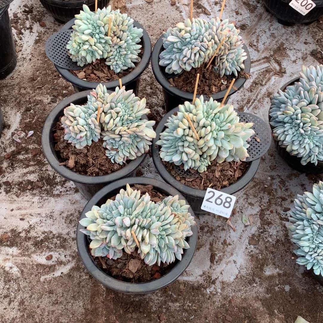 268橙子缀化多肉植物组合