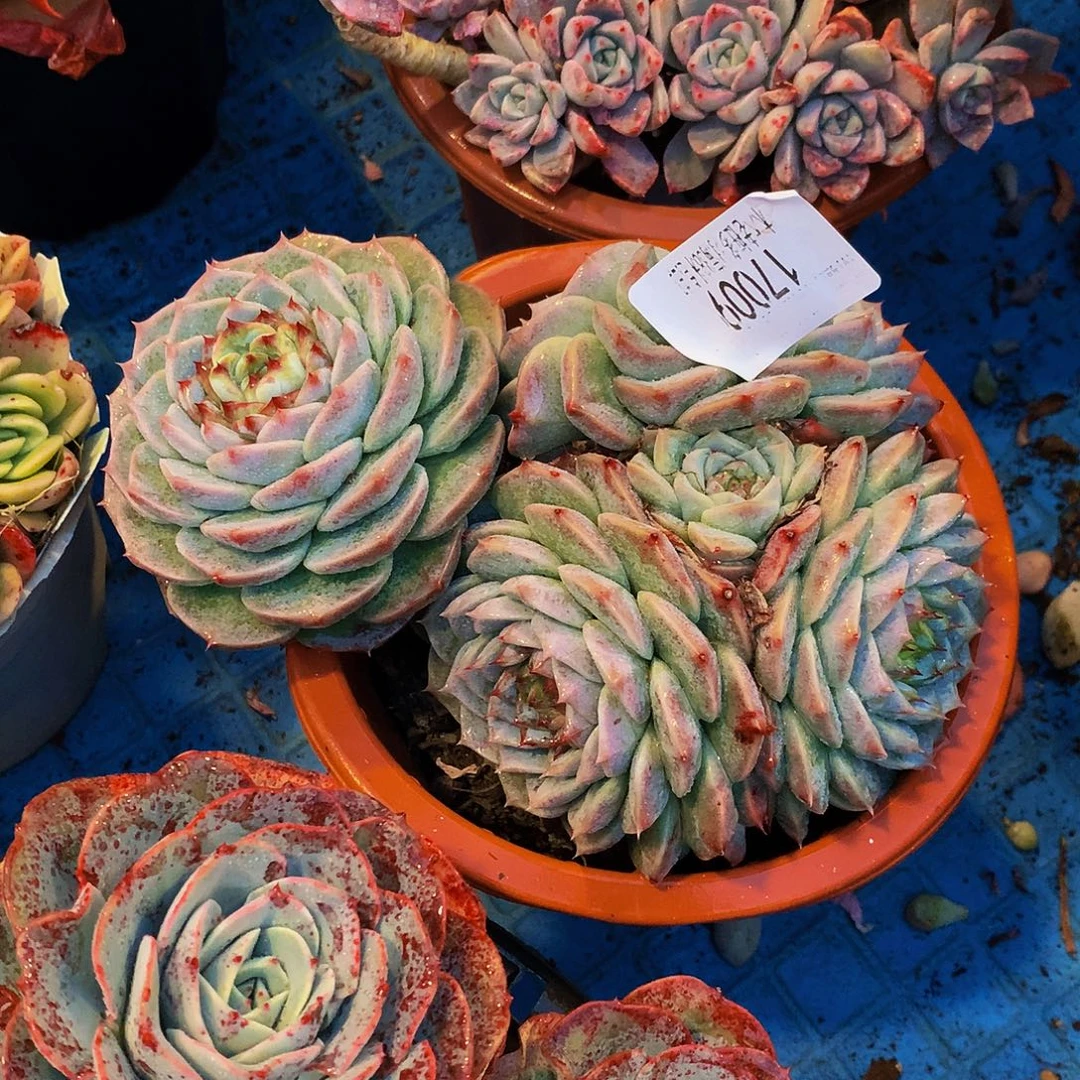 *****      天鹅绒17009