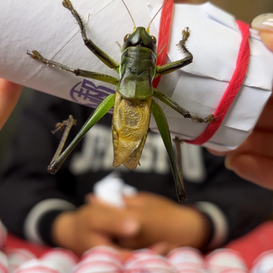 蝈蝈蝈蝈福福价格