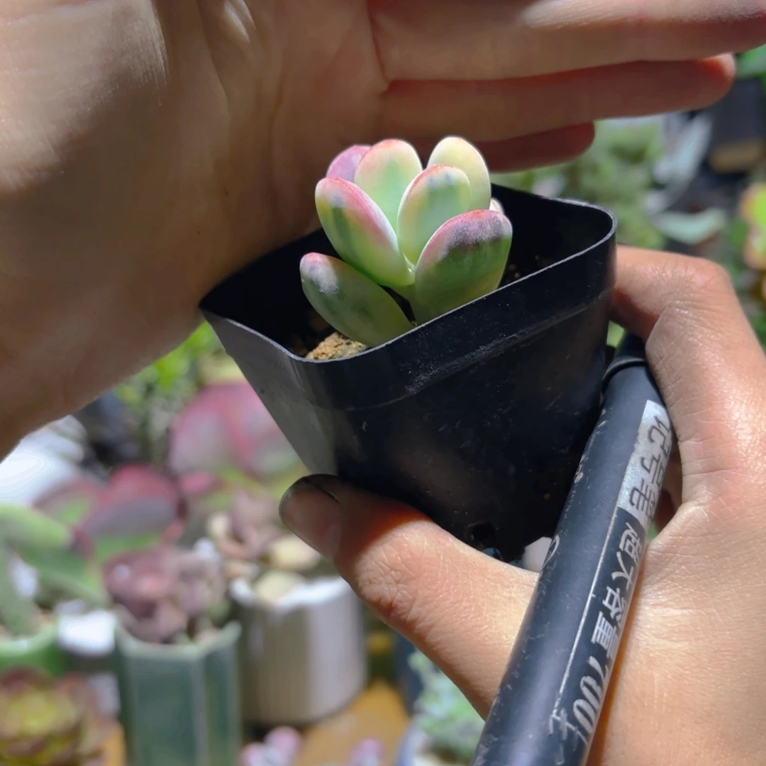 棒叶福娘锦新疆包邮6.5cm