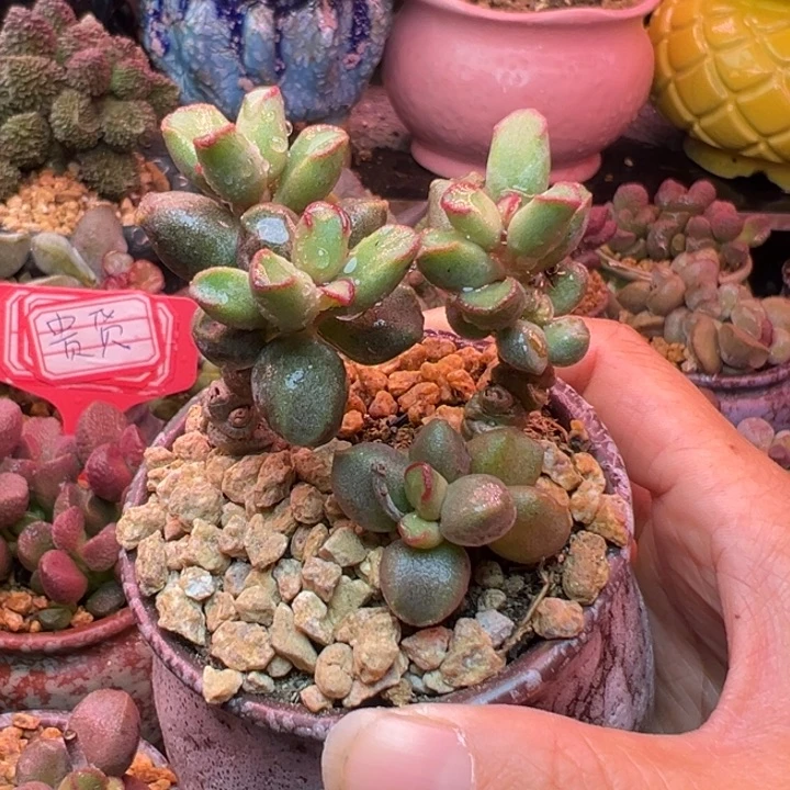 杂交，一物一拍感谢支持