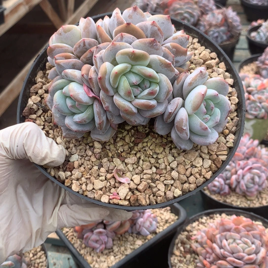 无花朵哈哈哈哈哈哈哈哈哈哈59