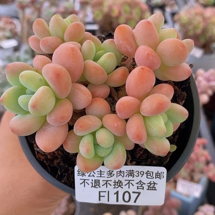 橘子香水洛神8cm107多肉植物