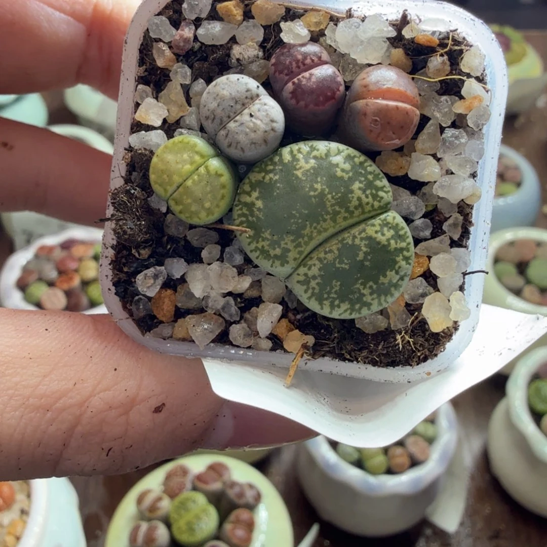 多肉葡萄的季节性好738