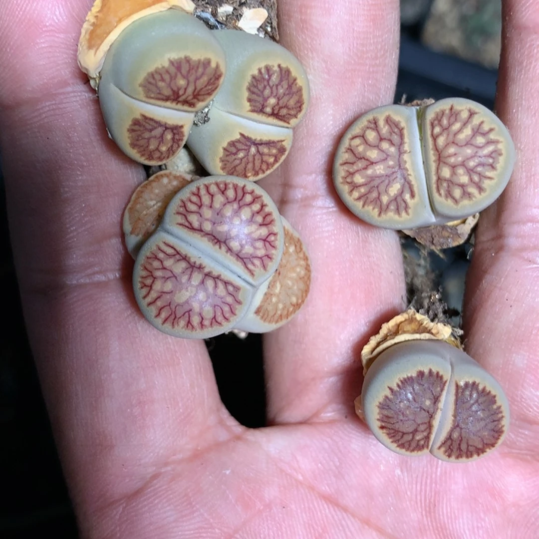 皓*E775多肉植物保护