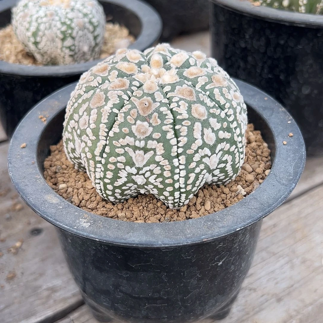 走*！远看成岭侧成峰 兜