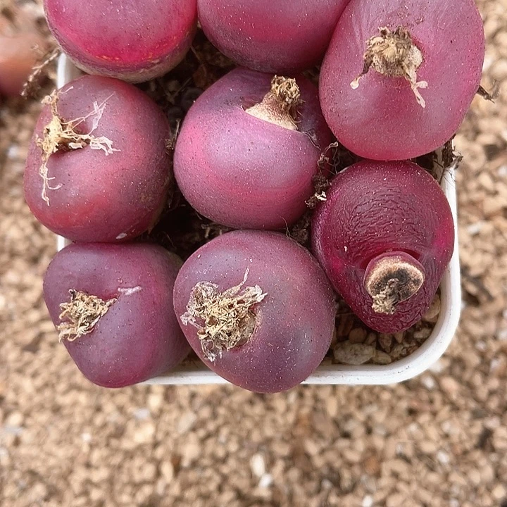 603。  8颗毛毛。