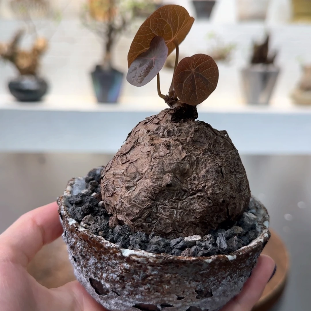 紫脉一叶龟一物一拍