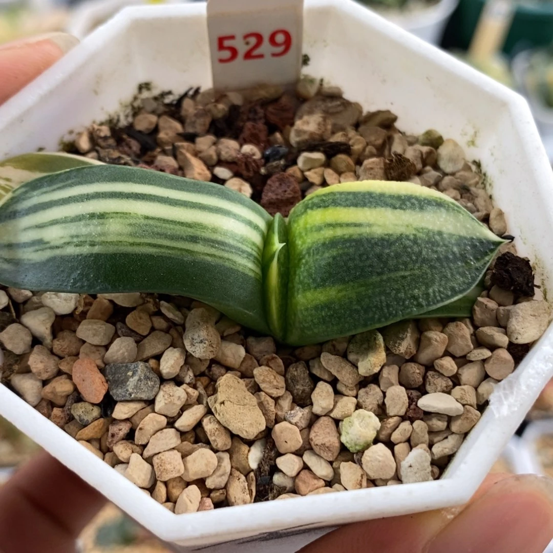 529珍珠卧牛锦一物一拍