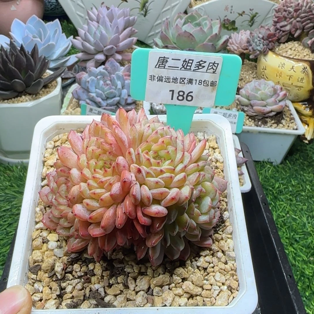 唐二姐多肉编号186