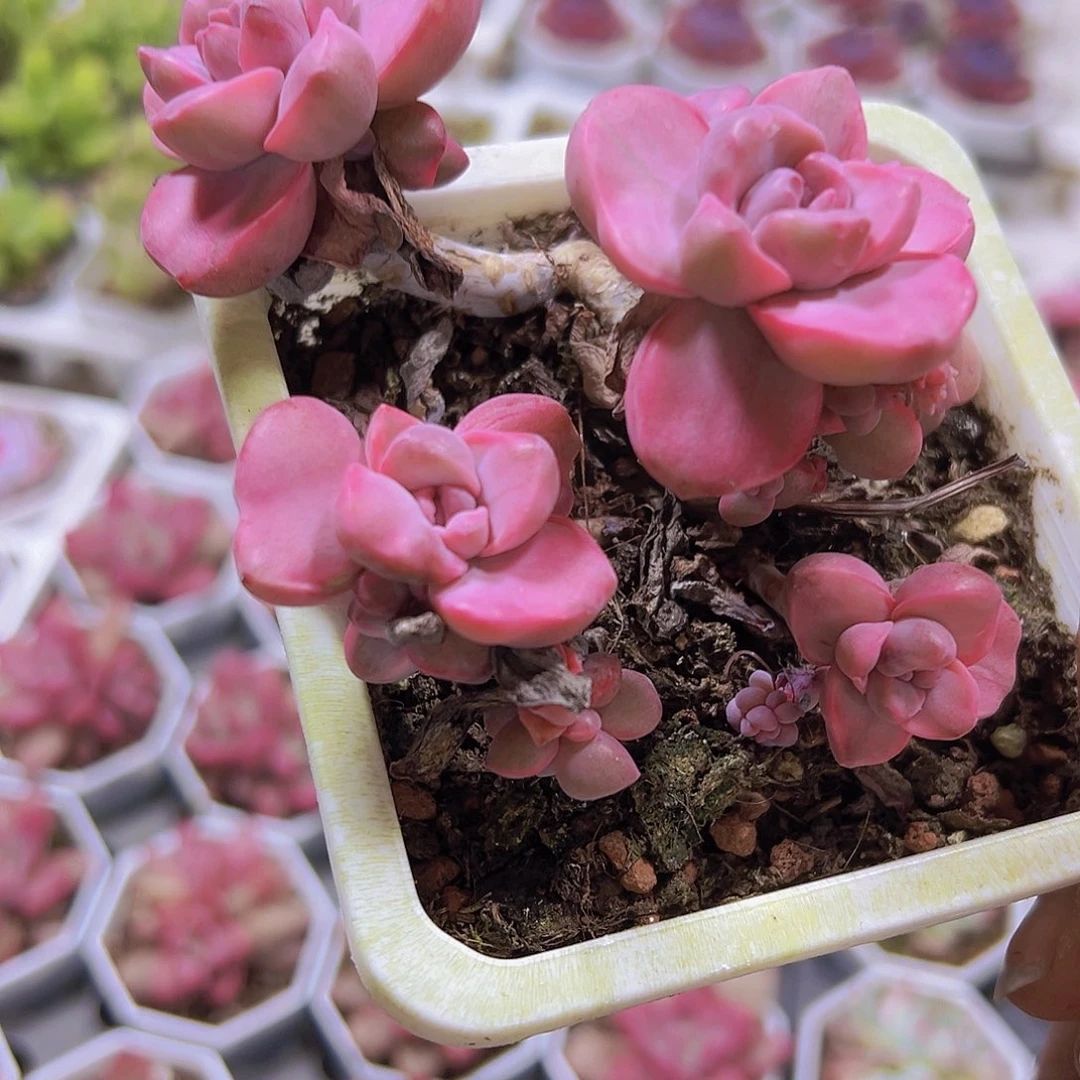 大彩虹糖锦群19包邮