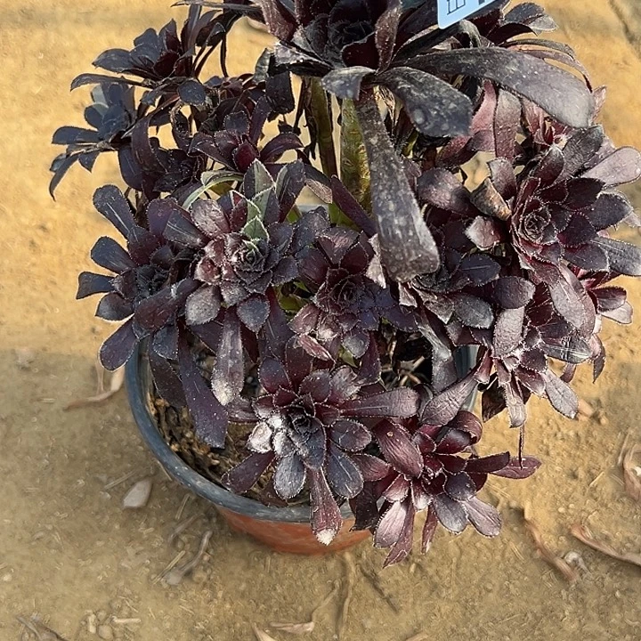 9.15-12水墨丹青多肉植物5