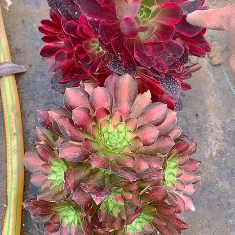 超**想521法师2棵多肉植物