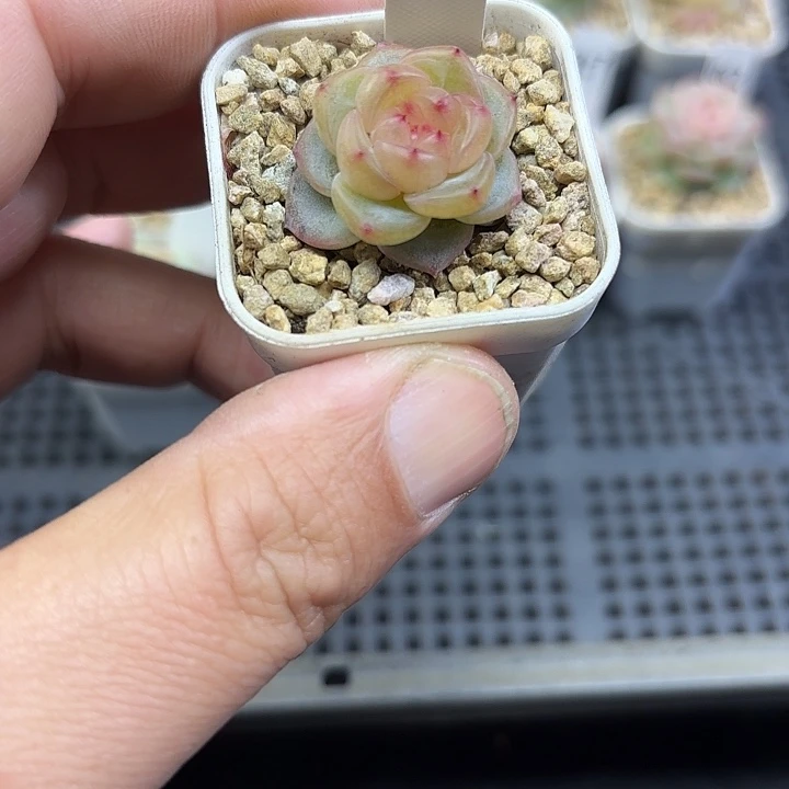 918号单头秃子甜心多肉