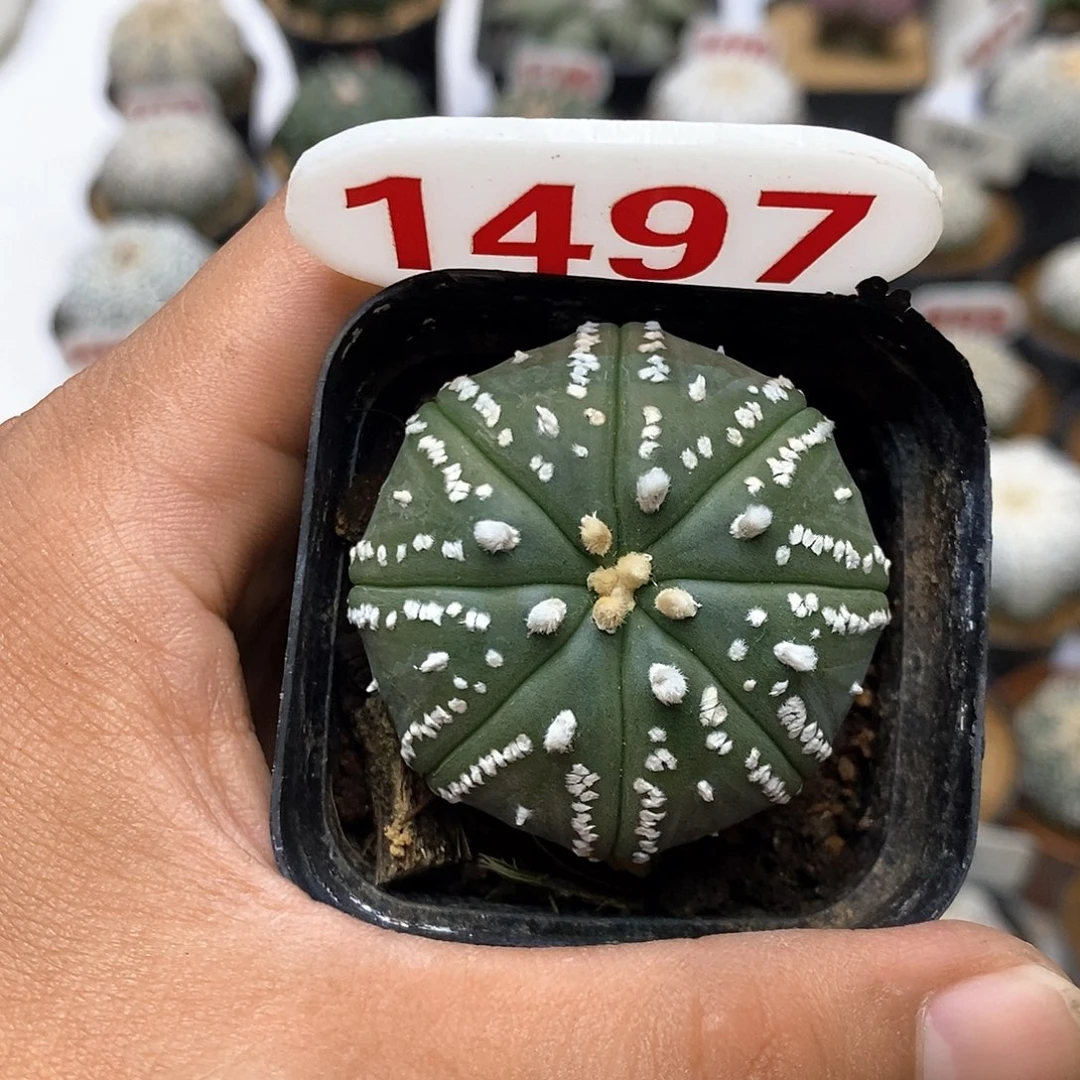 1497福利特价来了哦耶