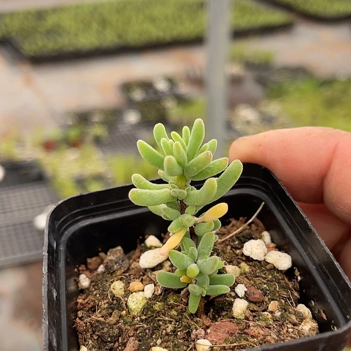 水晶海葵老桩精品55杯