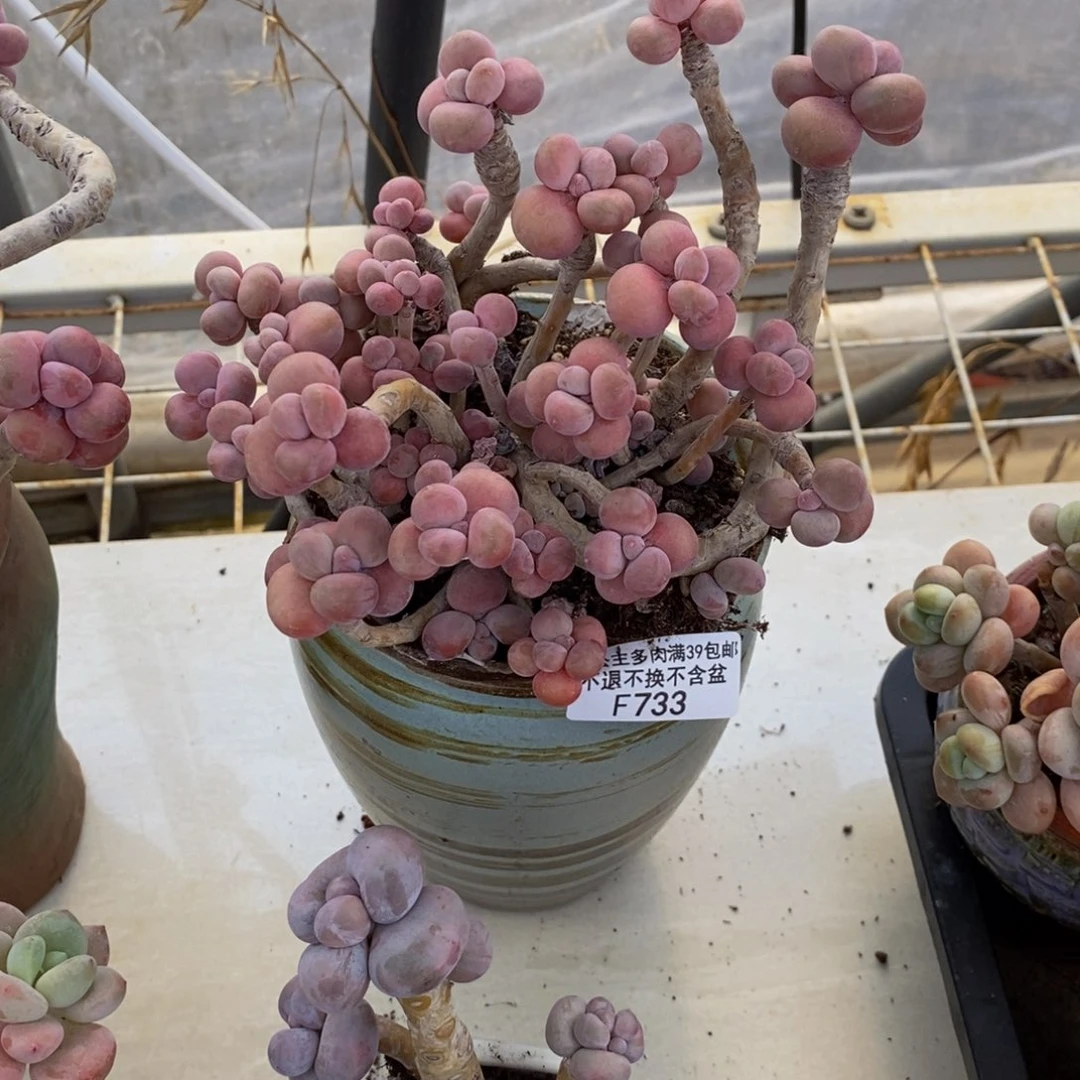 开*腰子桃蛋733/13c m