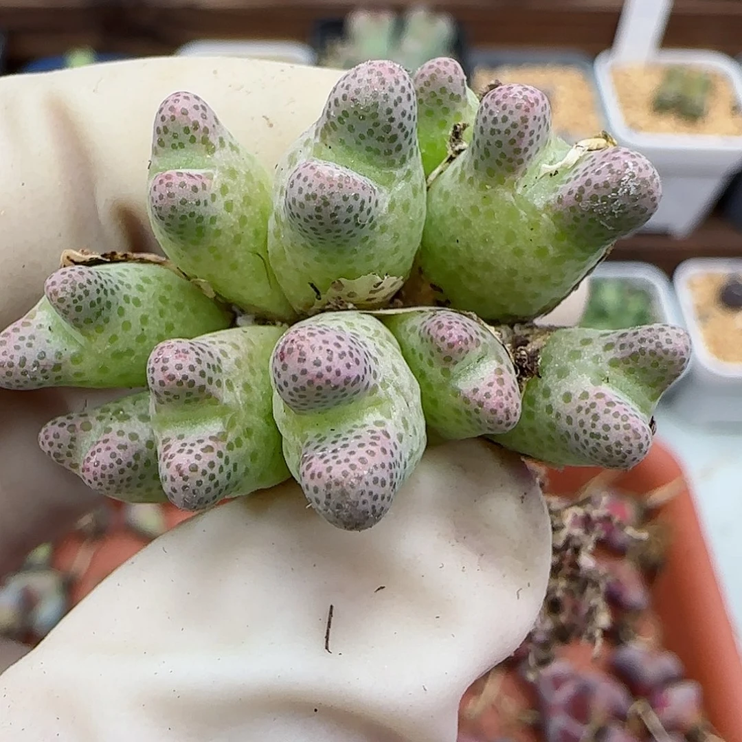 大*头280杂交福利福利