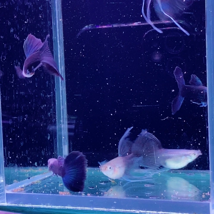 孔雀鱼宝**贝蓝礼服3对