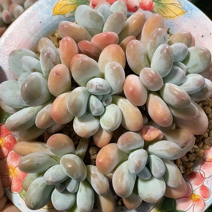 香水老桩福利粗桩