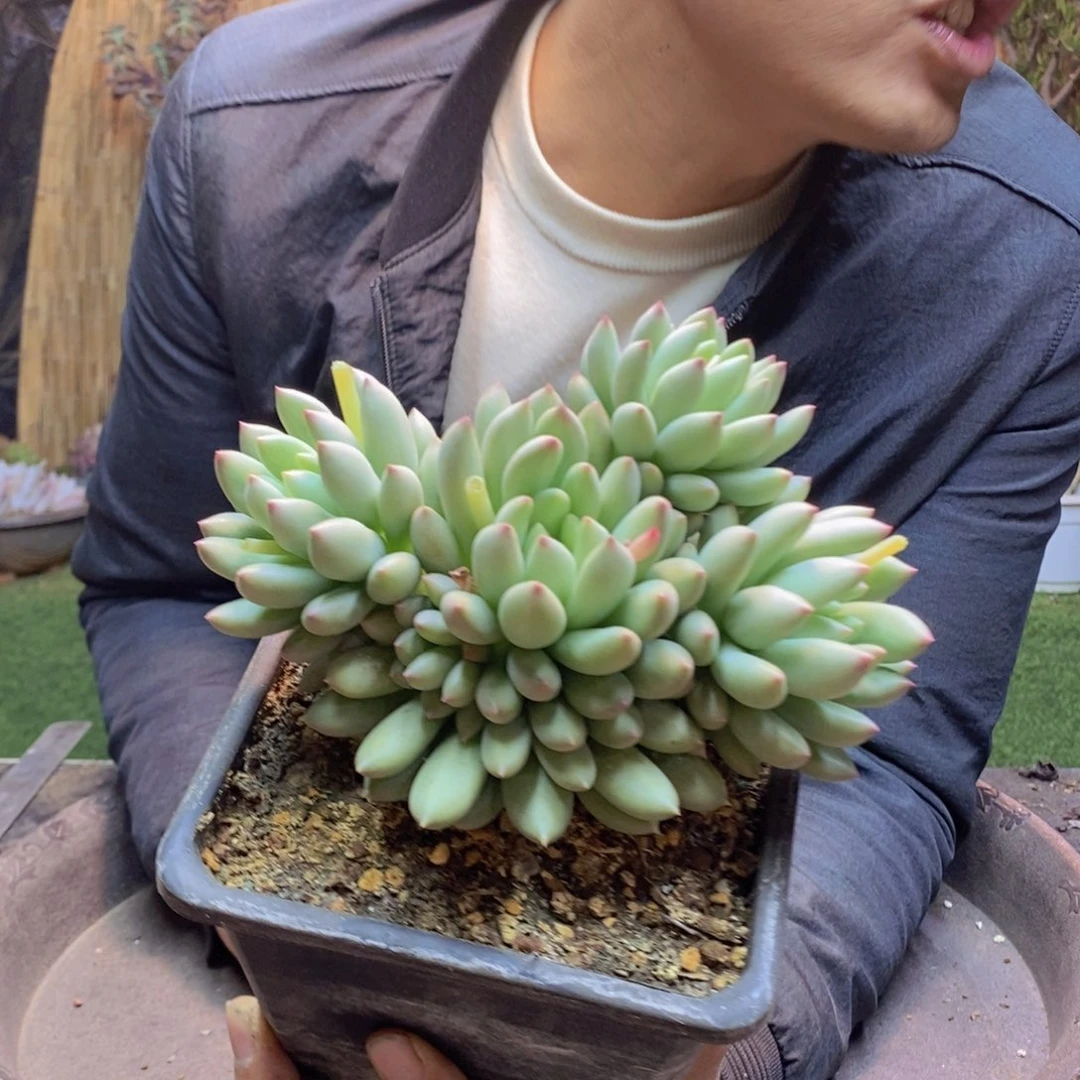 丹*?58岩字老桩多肉