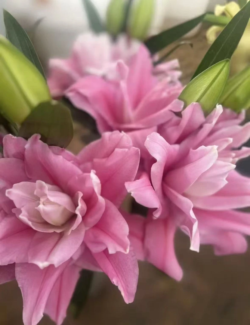 【陌上花开】多头相约码头-百合