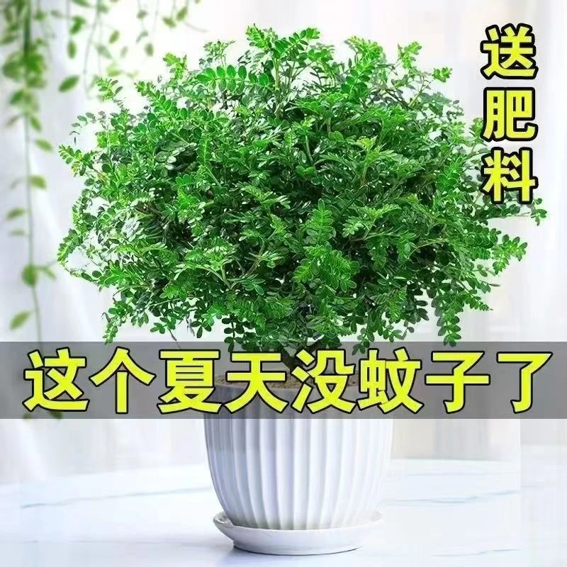 驱蚊清香木绿植盆栽花卉四季常青净化空气好养易活夏日必备吸甲醛
