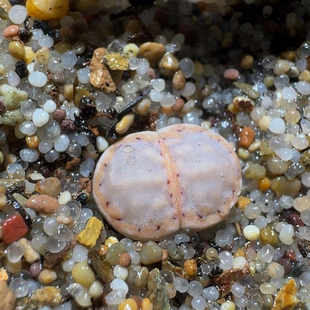 zzzz生石花肉锥1278