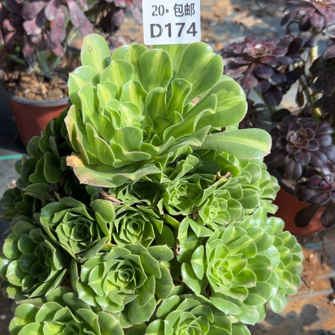 174翡翠琉璃，多肉法师