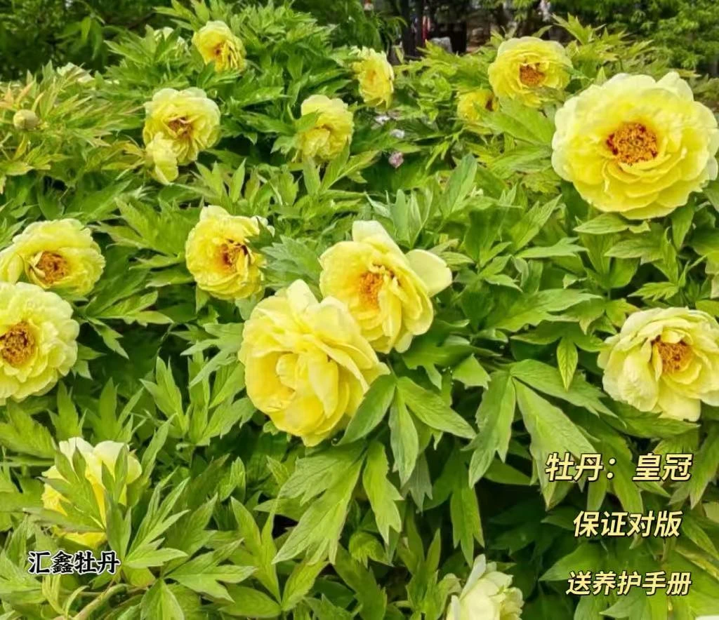 【皇冠】黄色山东菏泽基地直发适宜地栽盆栽庭院种植观赏植物
