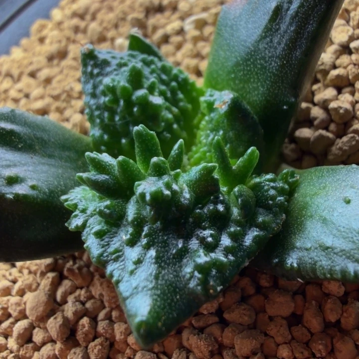 天花板尖刺珊瑚超级哥怒