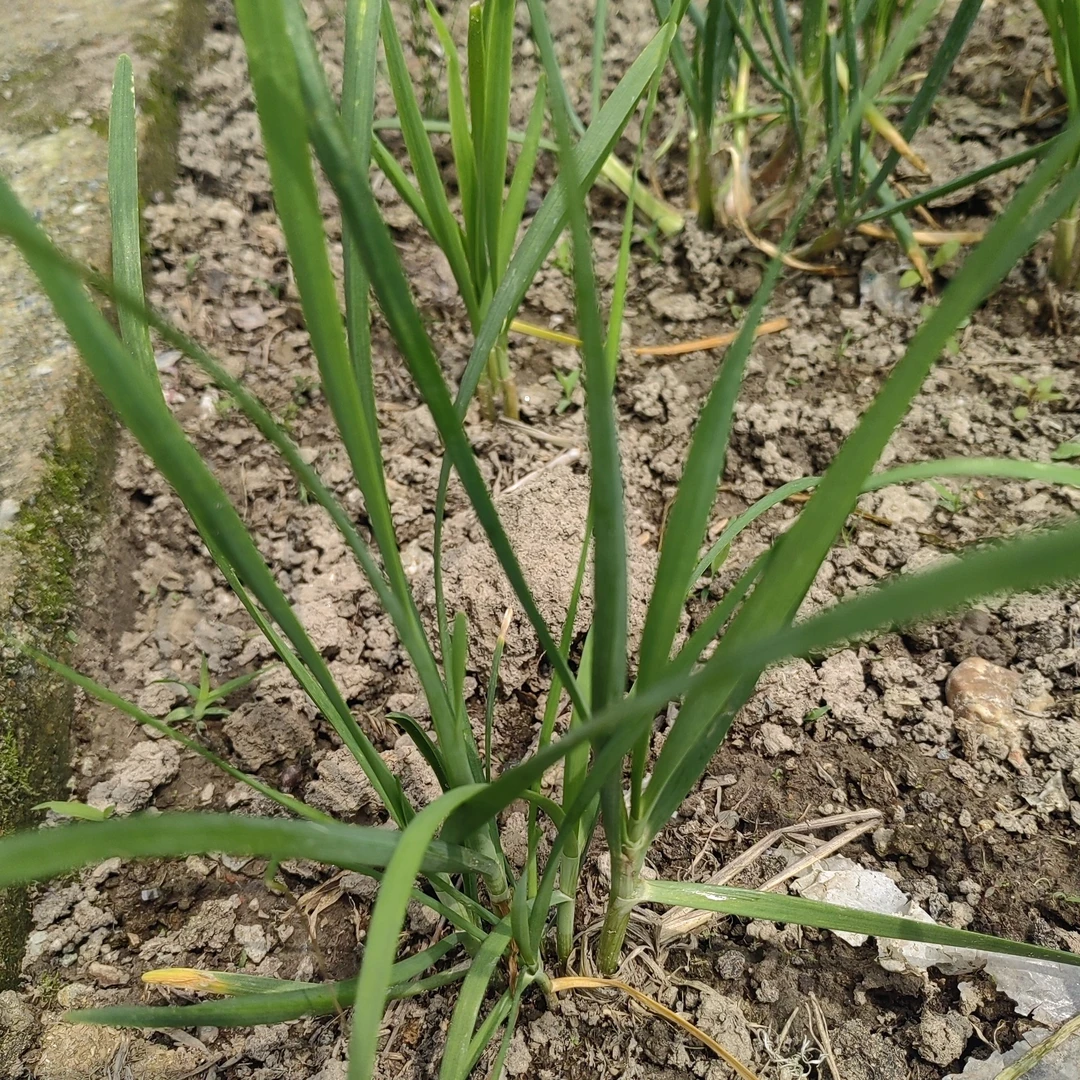 农家韭菜顺丰包邮