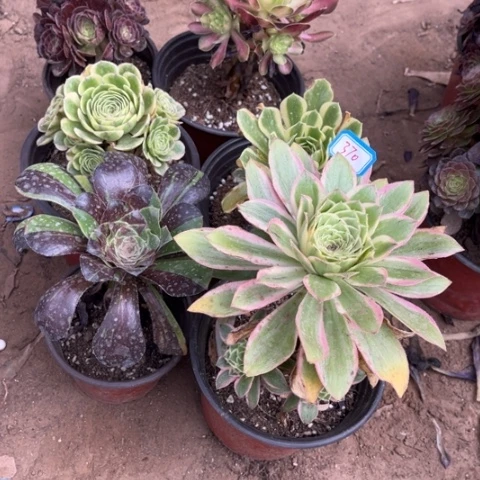 370多肉植物组合，